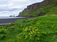 Am Weg zum Schwarzen Strand bei Vík í Mýrdal mit Reynisdrangar - Südisland